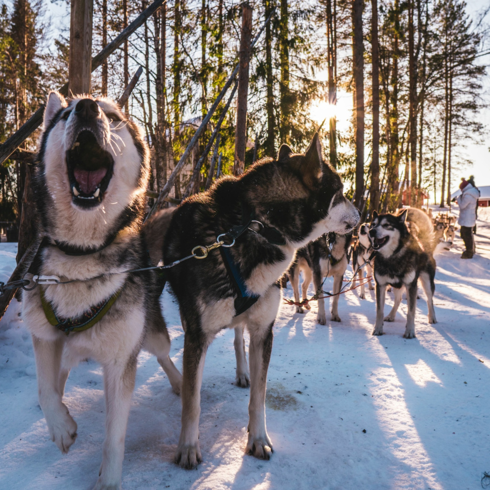 Lapland